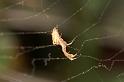 Uloborus_barbipes_D7167_Z_85_Kidmans camp_Australie